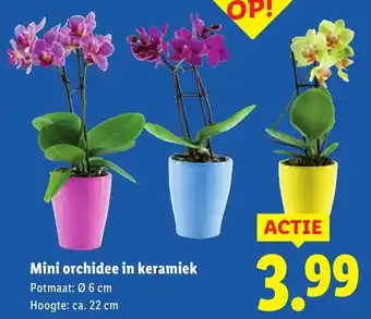 Lidl Mini Orchidee in Keramiek aanbieding
