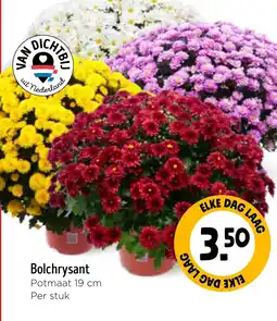 Jumbo Bolchrysant aanbieding