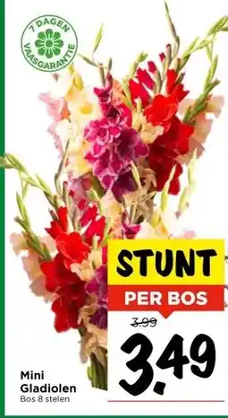 Vomar Voordeelmarkt Mini Gladiolen aanbieding