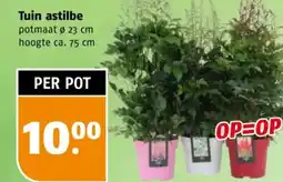 Poiesz Tuin astilbe aanbieding