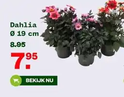 Welkoop Dahlia Ø 19 cm aanbieding