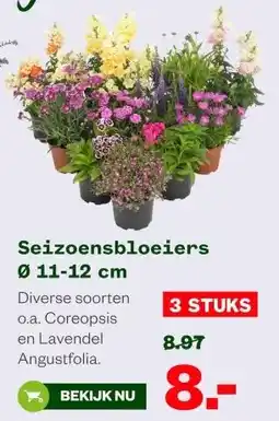 Welkoop Seizoensbloeiers 011-12 cm aanbieding