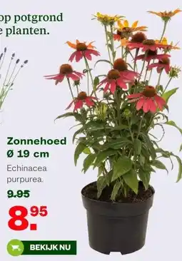 Welkoop Zonnehoed Ø 19 cm aanbieding