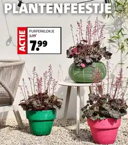 Intratuin Purperklokje aanbieding