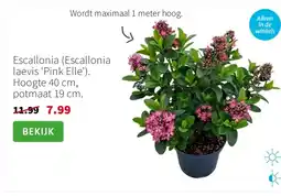 Intratuin Escallonia (Escallonia laevis ‘Pink Elle’). Hoogte 40 cm, potmaat 19 cm. aanbieding