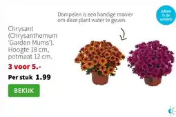 Intratuin Chrysant aanbieding