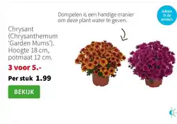 Intratuin Chrysant (Chrysanthemum ‘Garden Mums’). Hoogte 18 cm, potmaat 12 cm. aanbieding