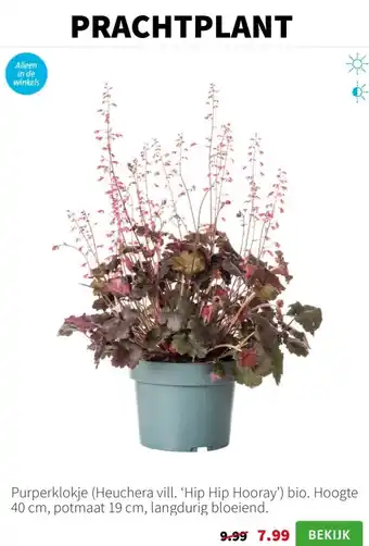 Intratuin Purperklokje aanbieding