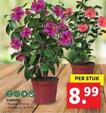 Lidl Camelia aanbieding