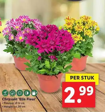 Lidl Chrysant 'Elle Fleur' aanbieding