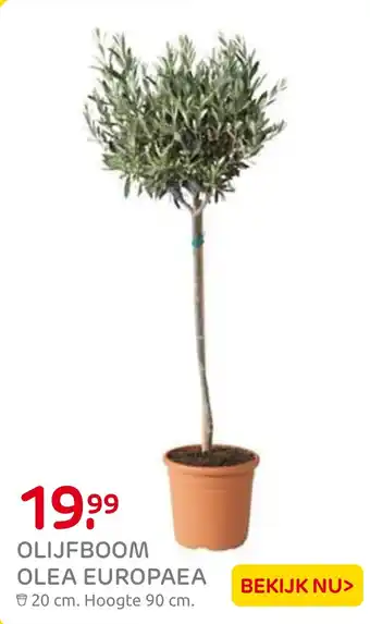 Praxis Olijfboom olea europaea aanbieding