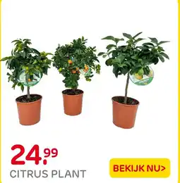Praxis Citrus plant aanbieding