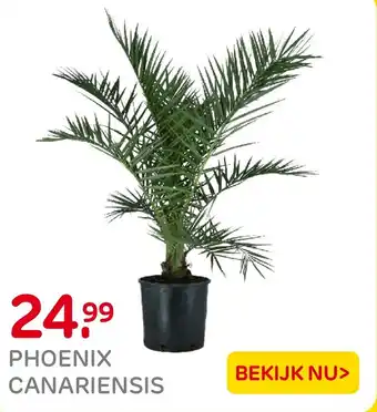 Praxis Phoenix canariensis aanbieding
