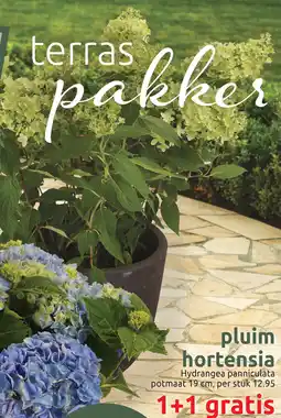 Deka Tuin Pluim hortensia aanbieding