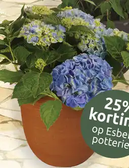 Deka Tuin Boeren hortensia aanbieding