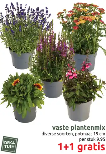 Deka Tuin Vaste plantenmix aanbieding