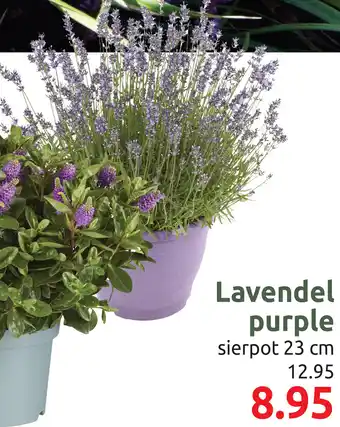 Deka Tuin Lavendel purple aanbieding