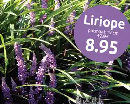 Deka Tuin Liriope aanbieding