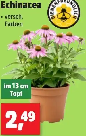 Thomas Philipps Echinacea aanbieding