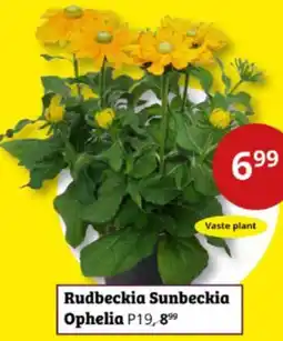 Tuinland Rudbeckia Sunbeckia Ophelia aanbieding