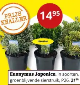 Tuinland Euonymus Japonica aanbieding