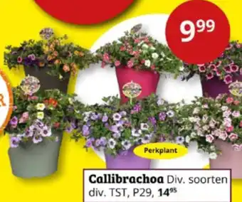 Tuinland Callibrachoa aanbieding
