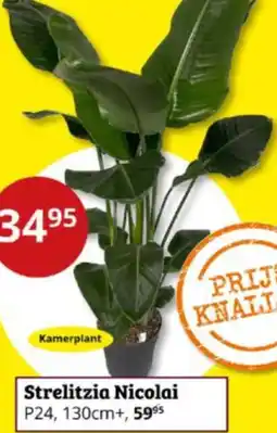 Tuinland Strelitzia Nicolai aanbieding