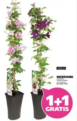 Ranzijn Bosrank aanbieding