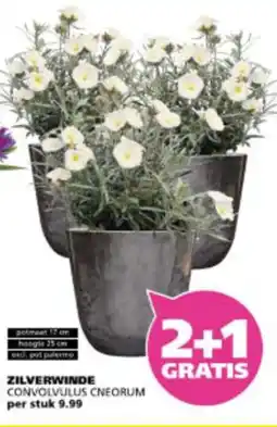 Ranzijn Zilverwinde aanbieding