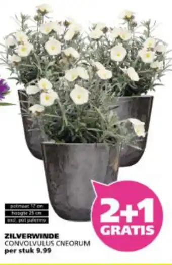 Ranzijn Zilverwinde aanbieding