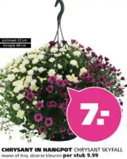 Ranzijn Chrysant in hangpot aanbieding