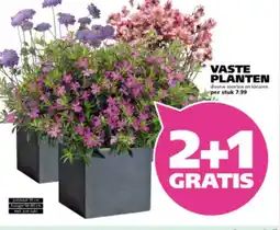 Ranzijn Vaste planten aanbieding