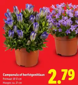 Lidl Campanula of herfstgenitiaan aanbieding