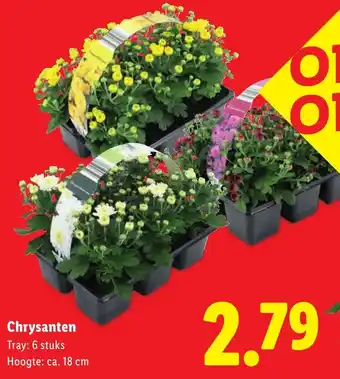 Lidl Chrysanten aanbieding
