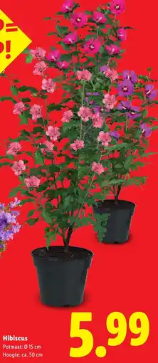 Lidl Hibiscus aanbieding