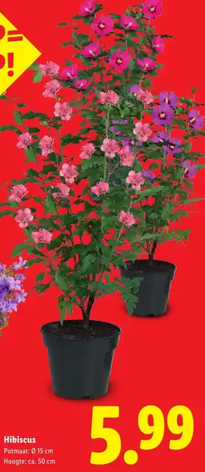 Lidl Hibiscus aanbieding