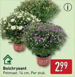 ALDI Bolchrysant aanbieding