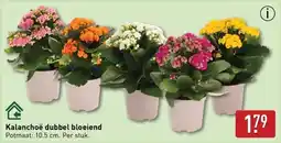 ALDI Kalanchoë dubbel bloeiend aanbieding