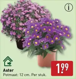 ALDI Aster aanbieding
