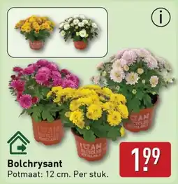 ALDI Bolchrysant aanbieding