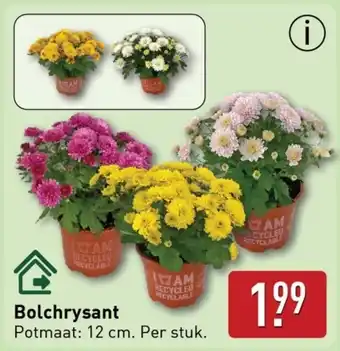 ALDI Bolchrysant aanbieding