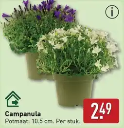 ALDI Campanula aanbieding
