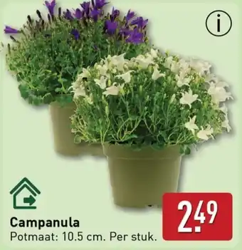 ALDI Campanula aanbieding