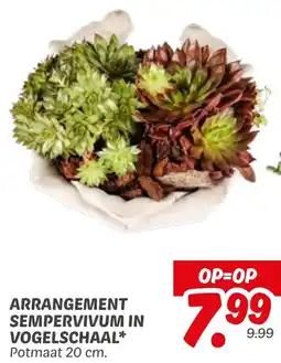 Dekamarkt Arrangement Sempervivum in Vogelschaal aanbieding