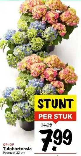 Vomar Voordeelmarkt Tuinhortensia aanbieding
