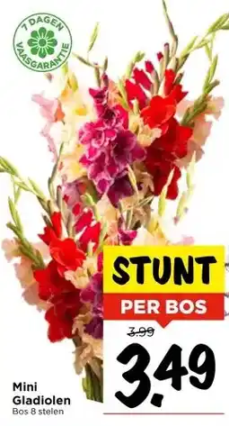 Vomar Voordeelmarkt Mini Gladiolen aanbieding