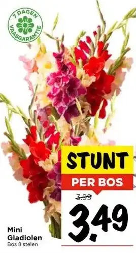 Vomar Voordeelmarkt Mini Gladiolen aanbieding