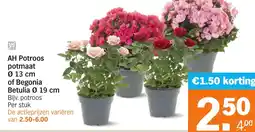 Albert Heijn AH Potroos potmaat of Begonia Betulia aanbieding