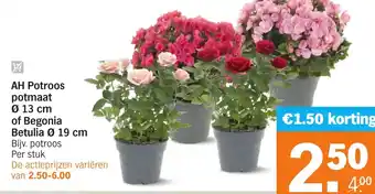 Albert Heijn AH Potroos potmaat of Begonia Betulia aanbieding