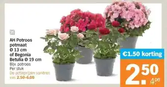 Albert Heijn AH Potroos potmaat Ø 13 cm of Begonia Betulia 19 cm aanbieding